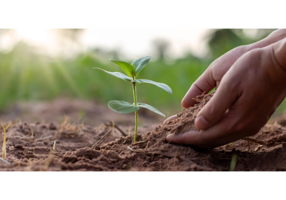 Gardening for beginners: essential tools and equipment